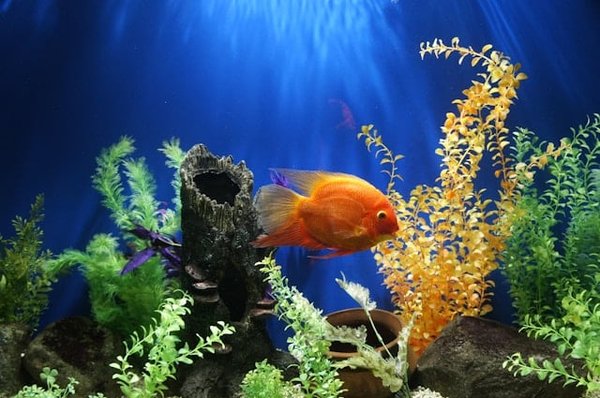 How to Recognize and Prevent Overfeeding in Aquarium Fish?